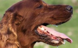 为什么狗狗会疯狂喘气的原因