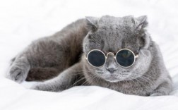 蓝猫为什么是灰色