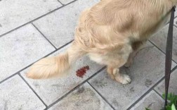 狗狗没精神不吃东西还呕吐拉稀怎么回事