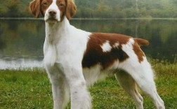 不列塔尼猎犬该怎么喂养