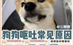 狗狗为什么经常呕吐？原因有哪些？