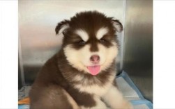 阿拉斯加怎么养