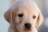 拉布拉多幼犬喂多少