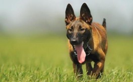 茶杯犬吃喝正常突然死了怎么回事