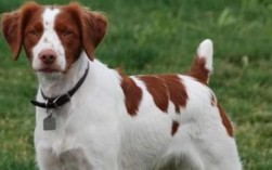 不列塔尼猎犬有攻击性吗