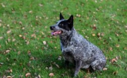 养澳大利亚牧牛犬注意事项