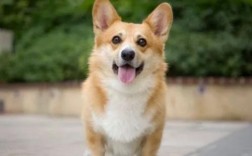 柯基犬和比格犬哪一个好养