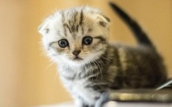 冬天猫会发春吗