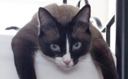 雪鞋猫好养吗