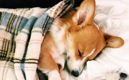 柯基幼犬如何喂养