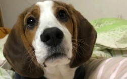 比格犬多大可以训练