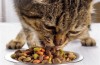 小猫宝宝能不能吃猫粮
