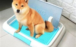 狗厕所放在什么位置好