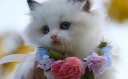 猫一直叫一边蹭是怎么了