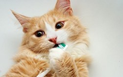 猫咪要刷牙齿么