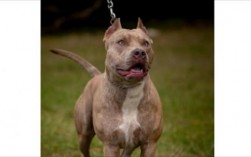 比特犬和藏獒哪个厉害