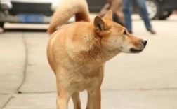 狗狗冠状病毒能自愈吗？治疗方法和预防措施有哪些？
