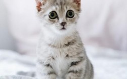家里的猫不肯剪指甲