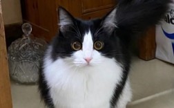 奶牛猫别称几把猫的由来及品种特性详解