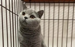 荷兰猪加州种和英短种有什么区别？外观、价格和血统大比拼