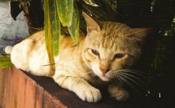 猫为什么贴胶带不会走