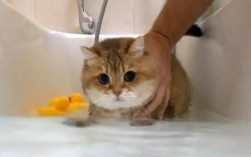 怎么给猫洗澡他不乱动