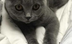 5个月大的蓝猫好养吗？新手也能轻松养活蓝猫攻略