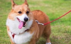 柯基犬怎么训练的