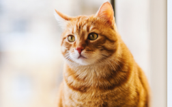 怎么给猫擦眼屎