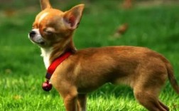 懒人养什么小型犬好？推荐好养易打理的小型犬品种