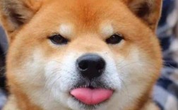 为什么养柴犬的人很少 柴犬养育挑战