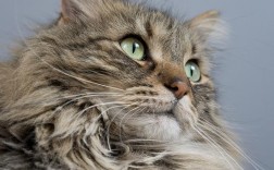 猫吃甲硝唑最多吃几天