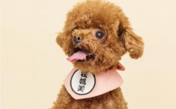 泰迪三样不能吃