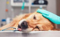 为什么狗狗需要麻醉手术