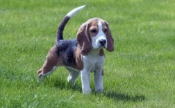 比格犬容易死吗