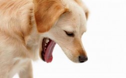 狗狗为什么吃了东西后又吐？解析可能的原因与解决方法