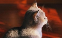 猫猫刚到家害怕怎么办