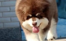 阿拉斯加巨型犬多少钱一只幼犬