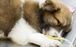 狗狗细小病毒好转征兆有哪些？食欲精神体温症状恢复迹象