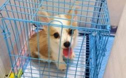 柯基幼犬放笼子一直叫不停 柯基幼犬放笼子怎么办