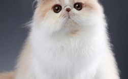 5000块能买到纯种波斯猫吗？这价位的波斯猫血统靠谱吗？