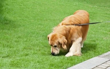 狗相当于人类的多少岁