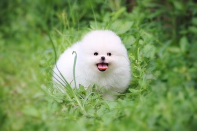 博美能吃核桃吗