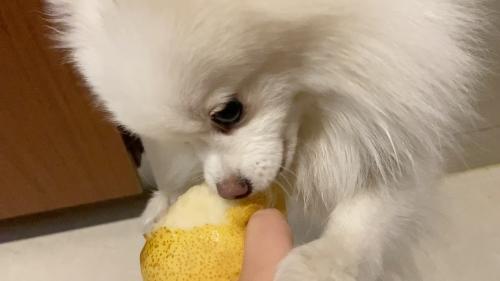 小狗可以吃梨吗