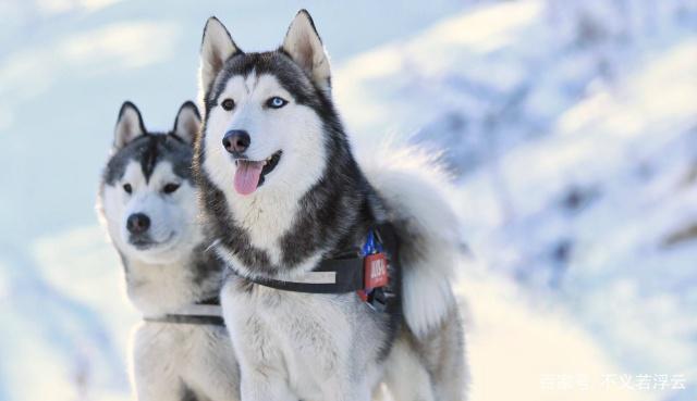 哈士奇为什么是雪橇犬