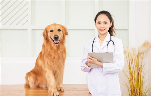 狗狗打疫苗前可以洗澡吗-图1