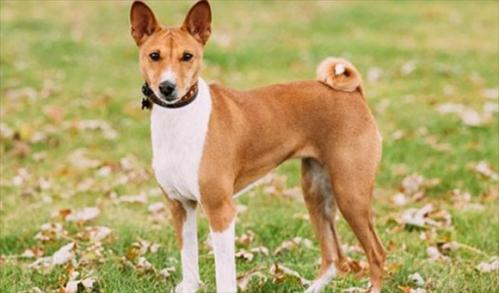 巴仙吉犬多少钱一只呢？-图1