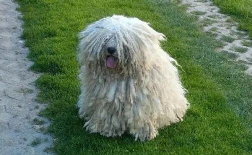 波利犬的智商排名-图1