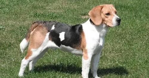 比格犬优点和缺点-图1