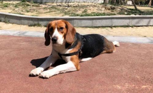 比格犬为什么不好养-图1